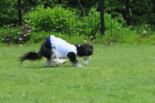 c0145250_08595530.gif