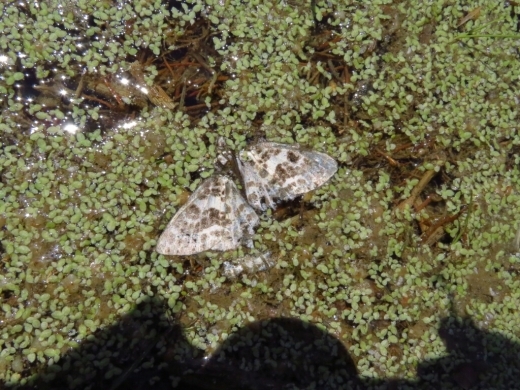a0018655_15311431.jpg