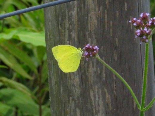 a0018655_15312024.jpg