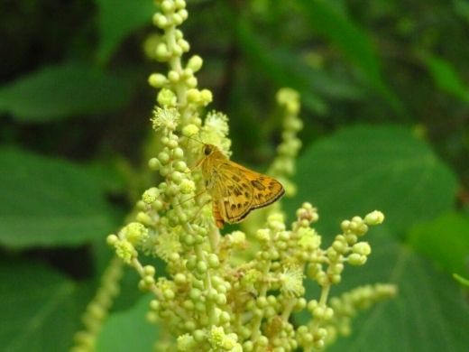 a0018655_15312340.jpg