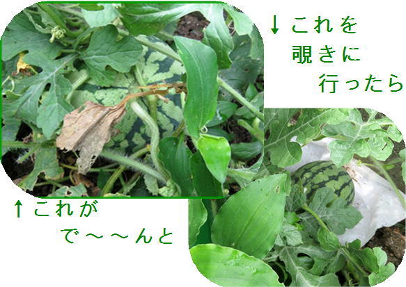 f0003174_13183553.jpg
