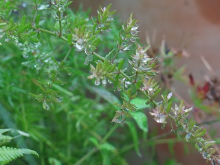 e0130185_12543840.jpg