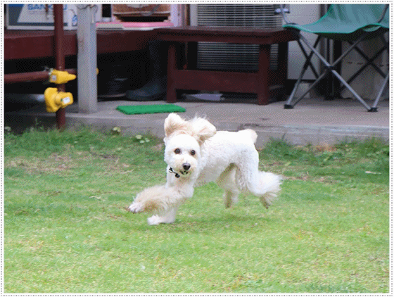 b0175688_21193257.gif