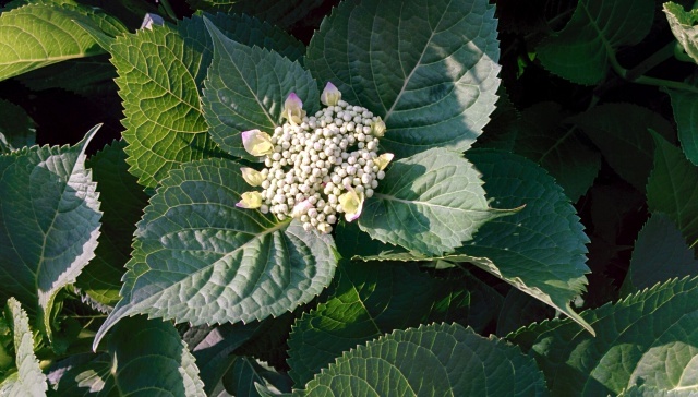 c0007502_19432374.jpg