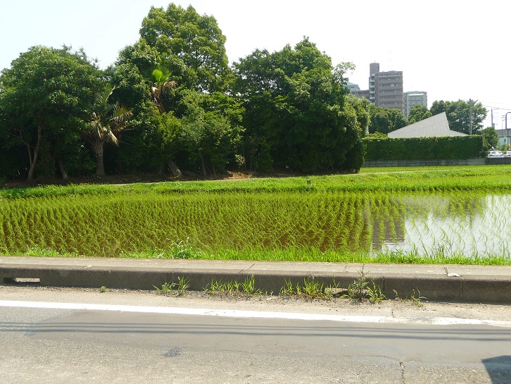 c0202113_13123211.jpg