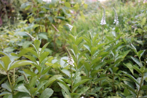 f0375039_08442179.jpg