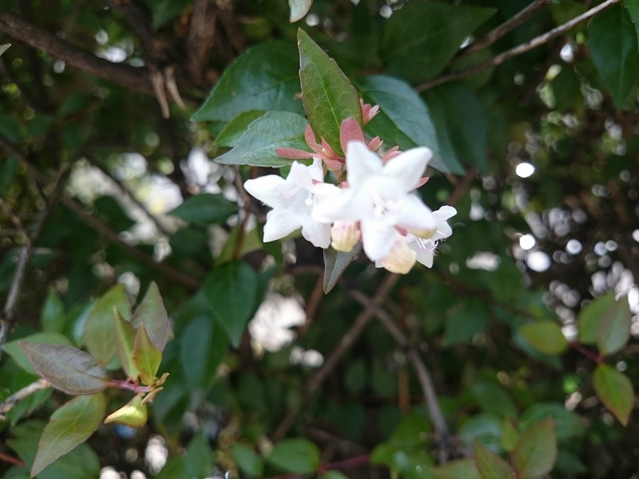 f0375442_13311462.jpg