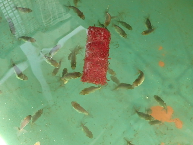 f0334143_9105342.jpg