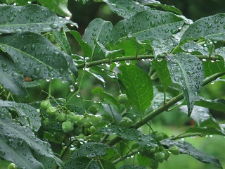 e0130185_11122474.jpg