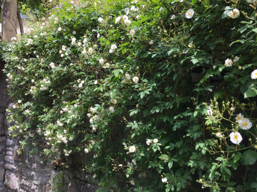 d0344913_19580625.jpg