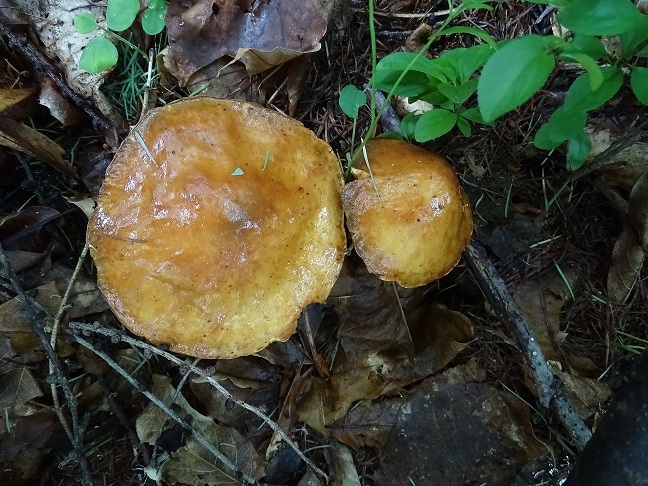 f0360815_16013487.jpg