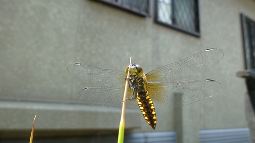 f0000521_05313250.jpg