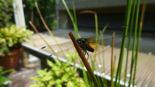 f0000521_05314344.jpg