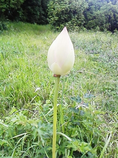 c0280730_15422943.jpg