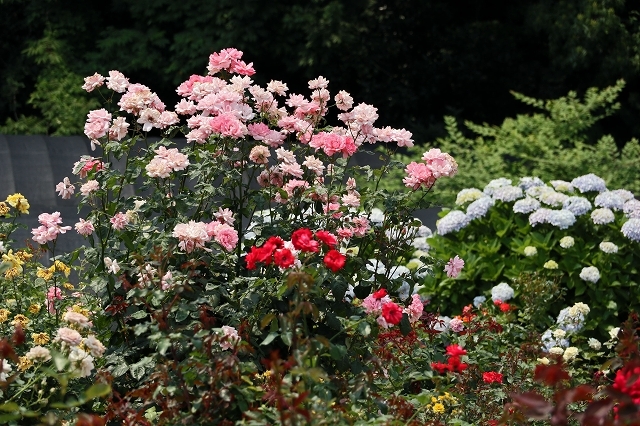 a0242438_21375580.jpg