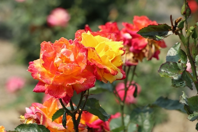 a0242438_21381254.jpg