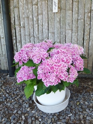 e0145467_20100122.jpg