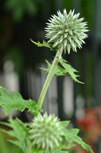 a0240403_1035638.jpg