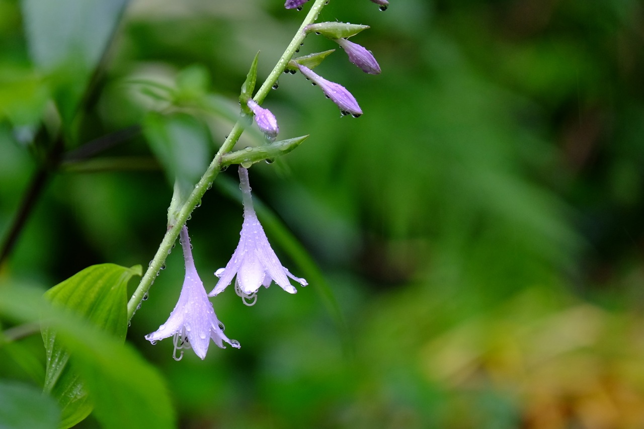 f0164227_1837122.jpg