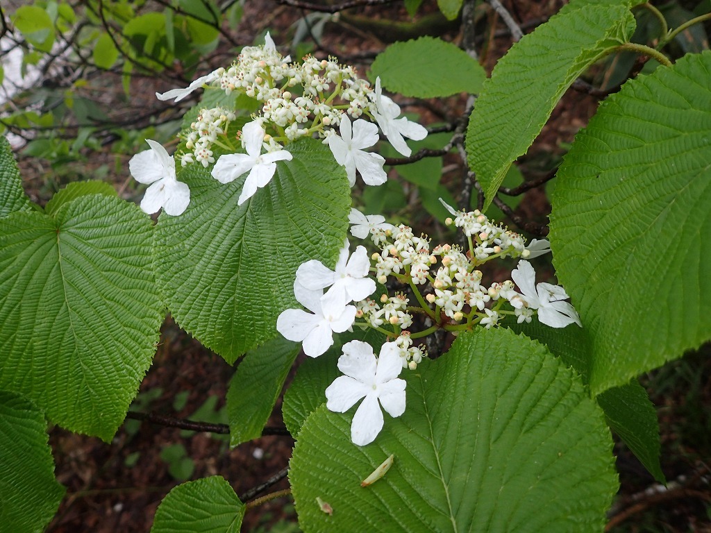 a0209630_20450902.jpg