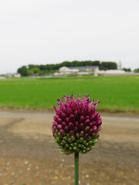 b0341140_13461754.jpg