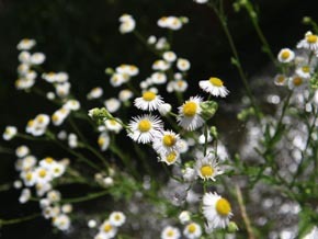 b0160363_11462126.jpg