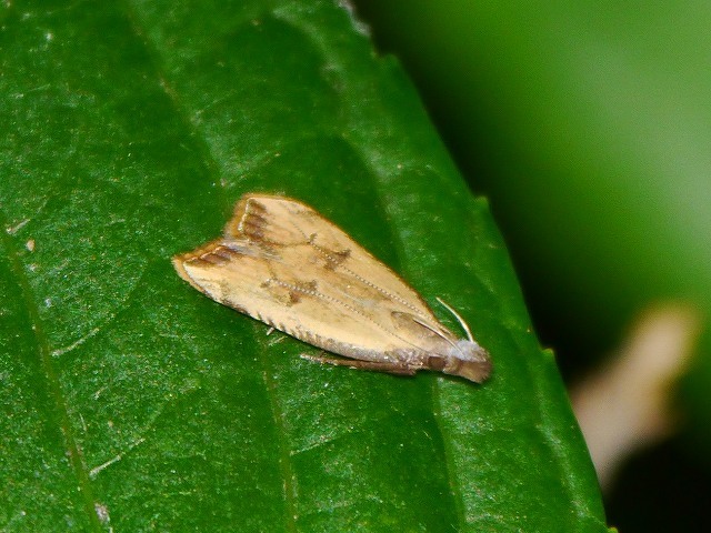 d0088184_21082809.jpg