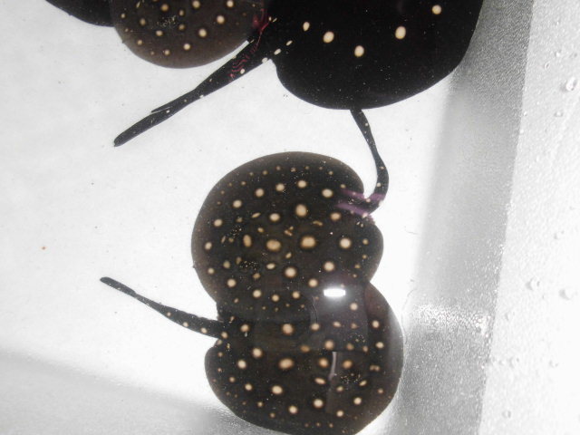 e0143096_14381368.jpg
