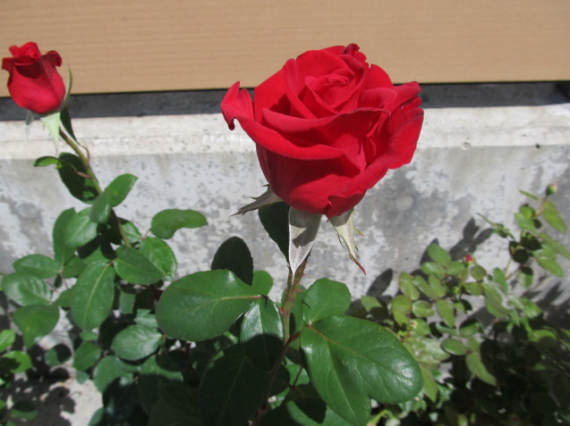 a0204799_06393772.jpg