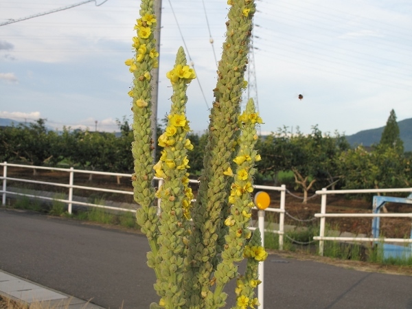 f0143123_10295547.jpg