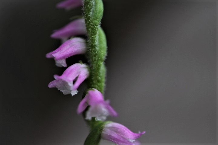 f0354923_08595175.jpg
