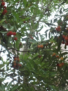 e0358032_10280805.jpg