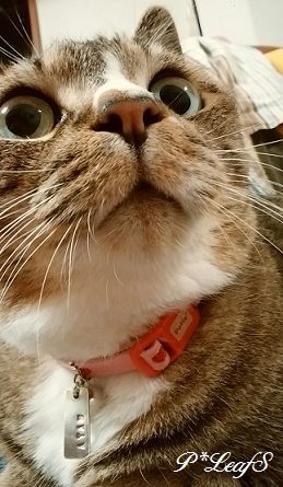 c0176651_18513010.gif