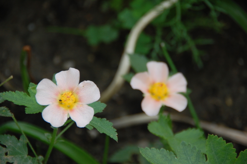 c0108460_21595101.jpg