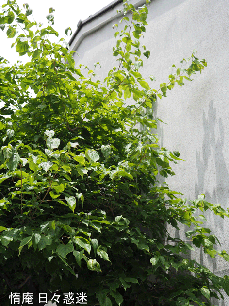 e0346064_17031406.gif