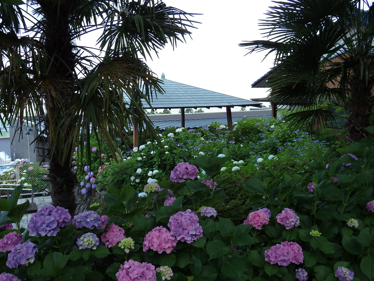 d0054276_20211540.jpg
