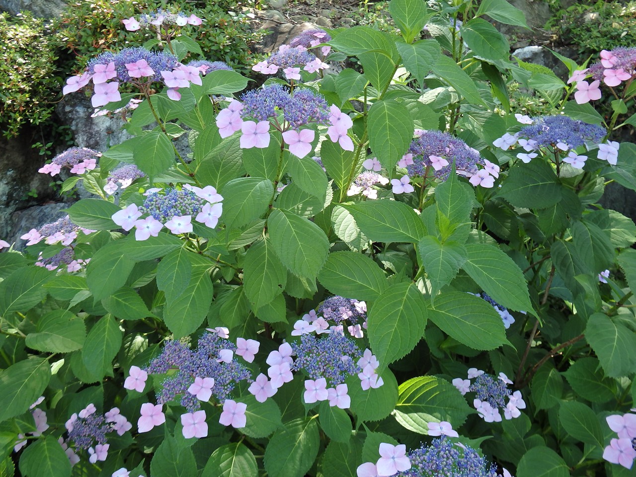d0054276_20221257.jpg