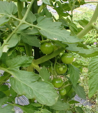 a0234877_10082660.jpg