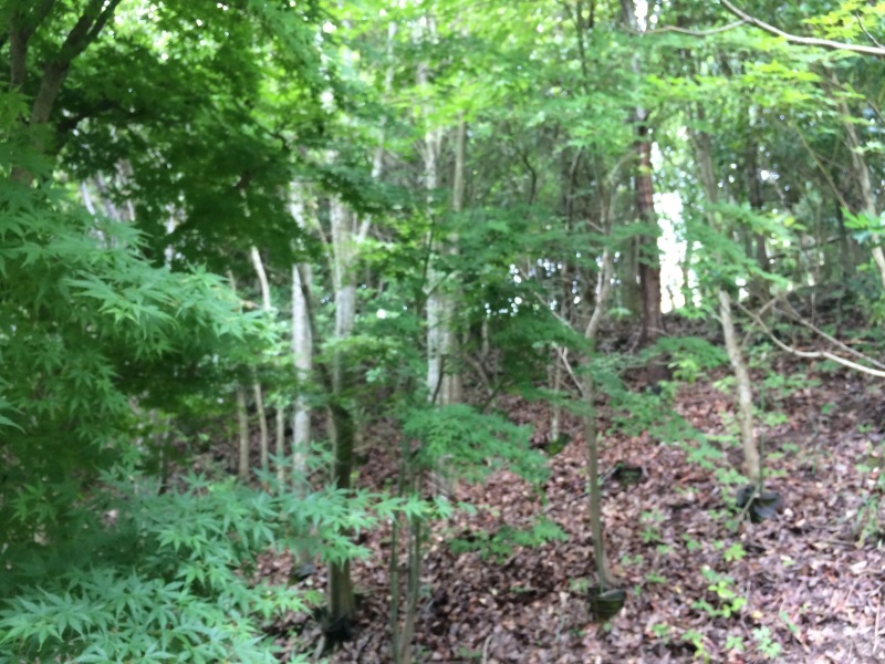 b0174284_08062806.jpg