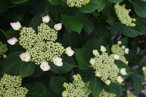 c0337494_16430613.jpg