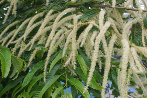 c0337494_16441756.jpg