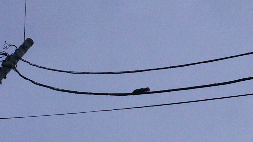 c0128896_05261681.jpg