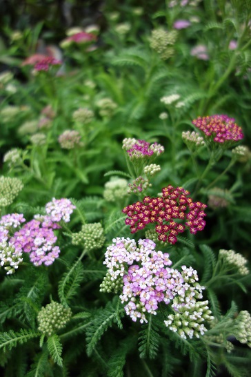c0167112_18244926.jpg