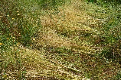a0160619_21375185.jpg