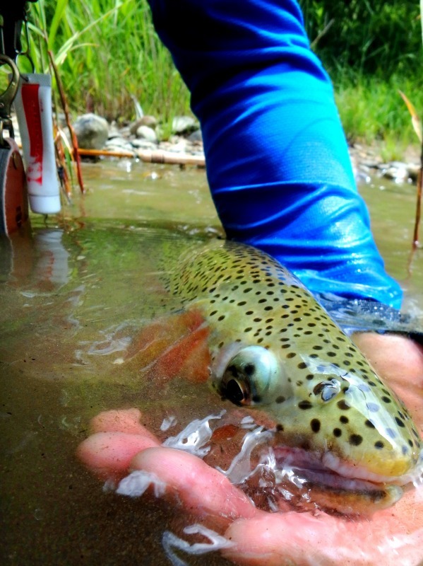 d0091323_10335985.jpg
