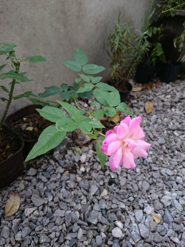 f0042637_20114990.jpg