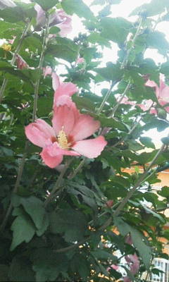 b0105259_9101522.jpg