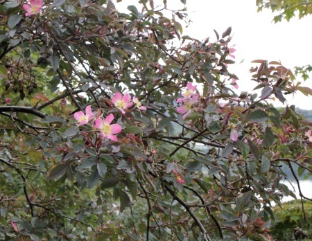 f0179059_08112156.jpg