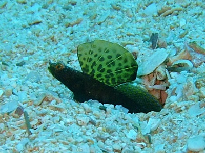 b0033573_18574264.jpg