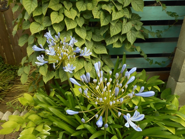 f0366679_20111185.jpg